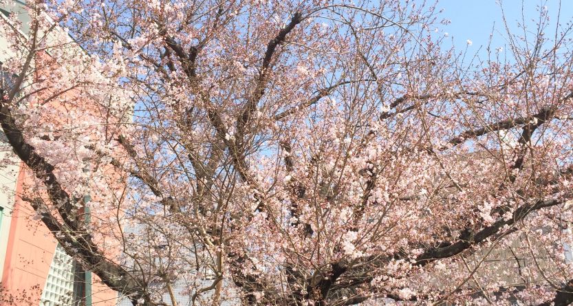 桜が